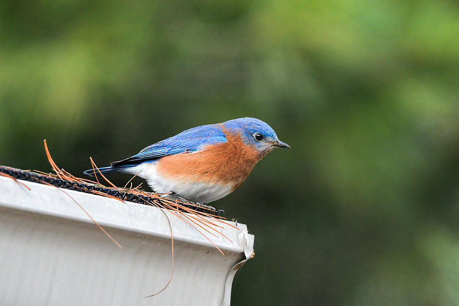 Male Bluebird On Rooftop 011020164637 Photograph