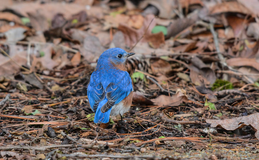 Male Bluebird On The Ground 011020164469 Photograph
