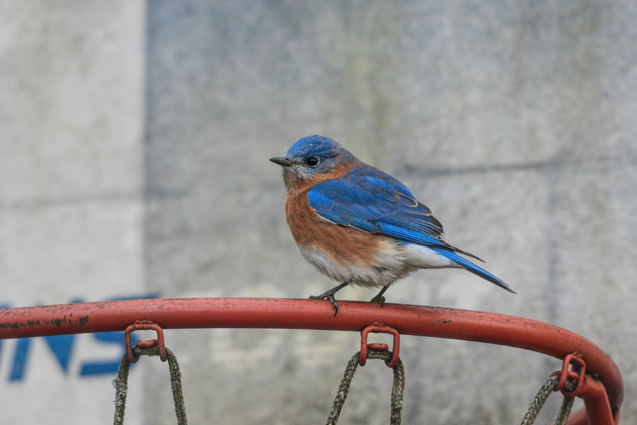 Male Bluebird Perched On Old Basketball Goal 011020164594 Photograph