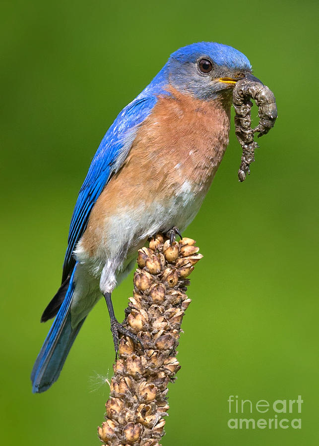 Male Bluebird with Larvae Photograph by Jerry Fornarotto
