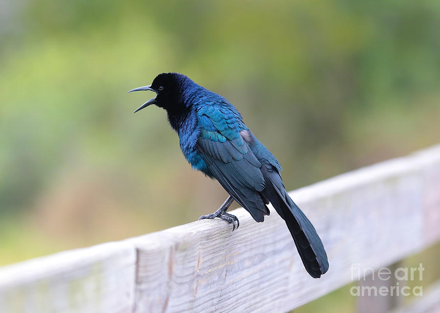 Male Boat-Tailed Grackle Photograph by Carol Groenen