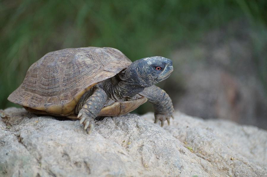 Male Box Turtle Photograph by Dennis Boyd - Fine Art America