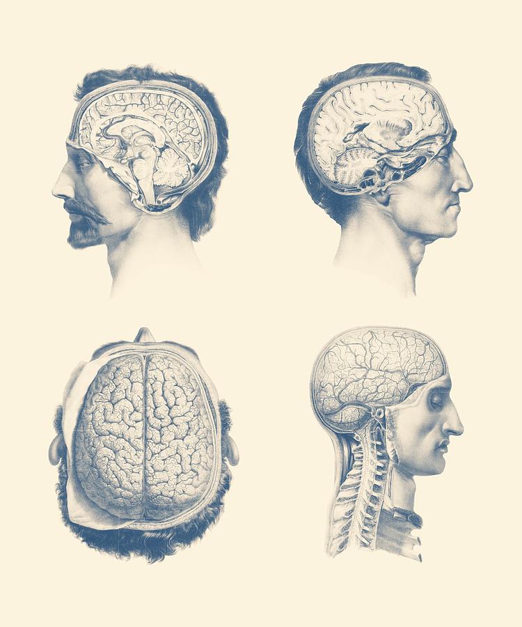 Male Brain Anatomy - Multi-View Mixed Media by Vintage Anatomy Prints