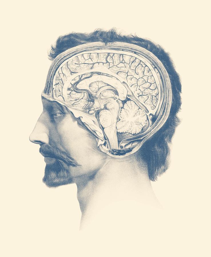 Male Brain Anatomy - Side View  Mixed Media by Vintage Anatomy Prints