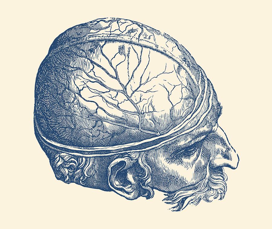 Male Brain - Simple View - Vintage Anatomy Print Drawing by Vintage Anatomy Prints