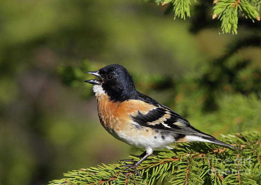 brambling hedgehog