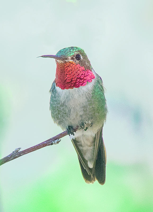 Male Broad-tailed Hummingbird Perched on limb Photograph by Lowell Monke