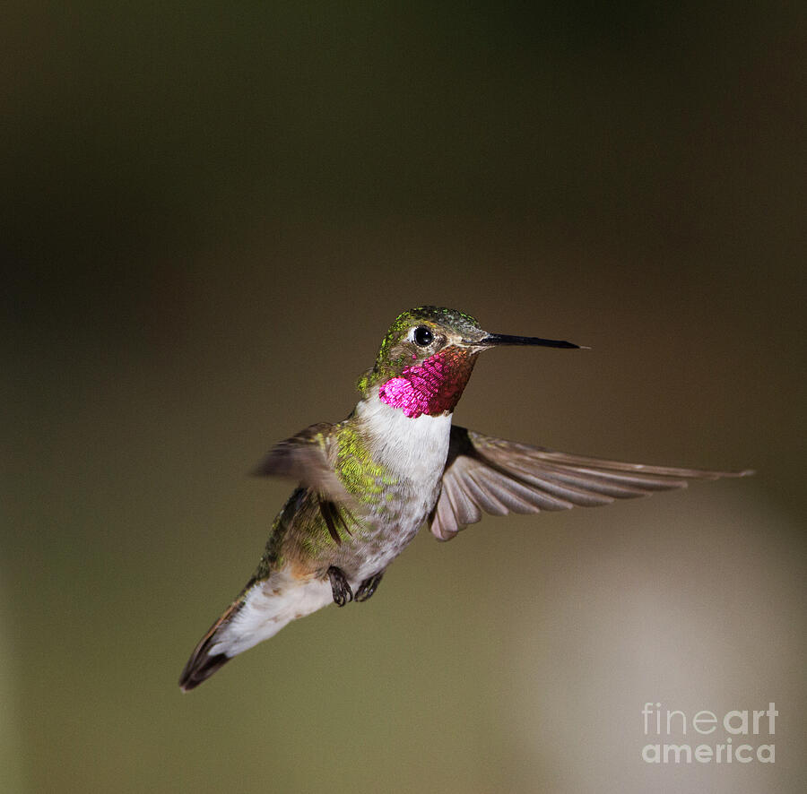 Male Broad tailed hummingbird Photograph by Ruth Jolly