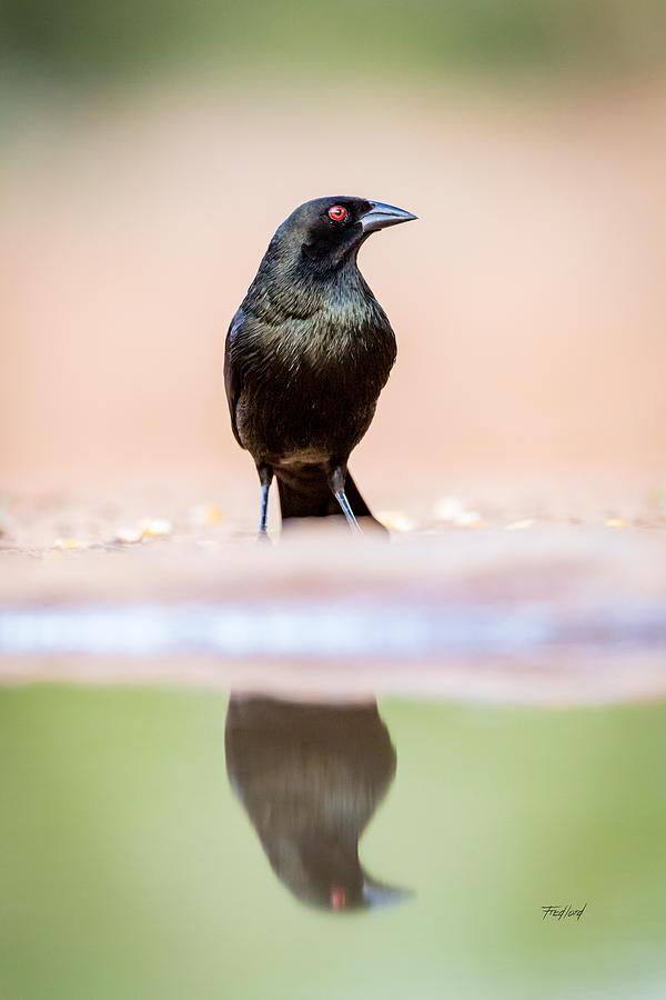 Male Bronzed Cowbird Photograph by Fred J Lord