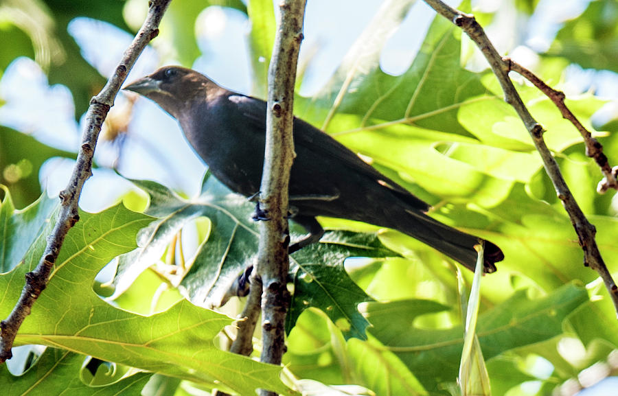 Male Brown-headed Cowbird Photograph by William Bitman