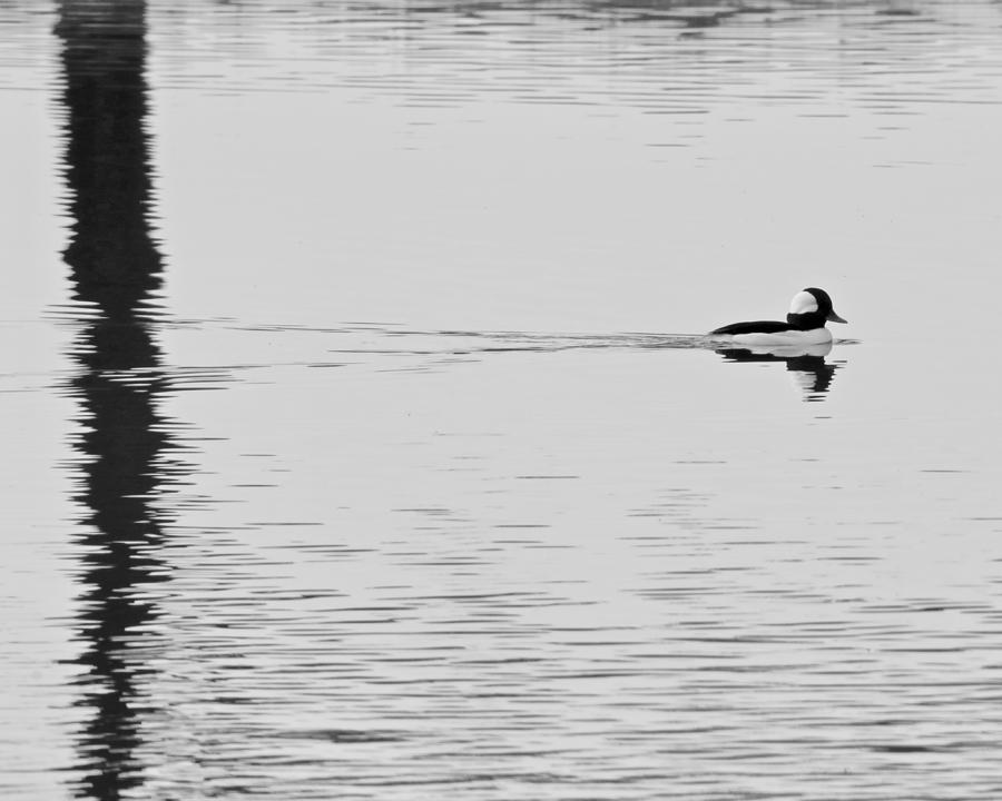 Male Bufflehead Duck and a Spectrograph BW Photograph by DUG Harpster ...