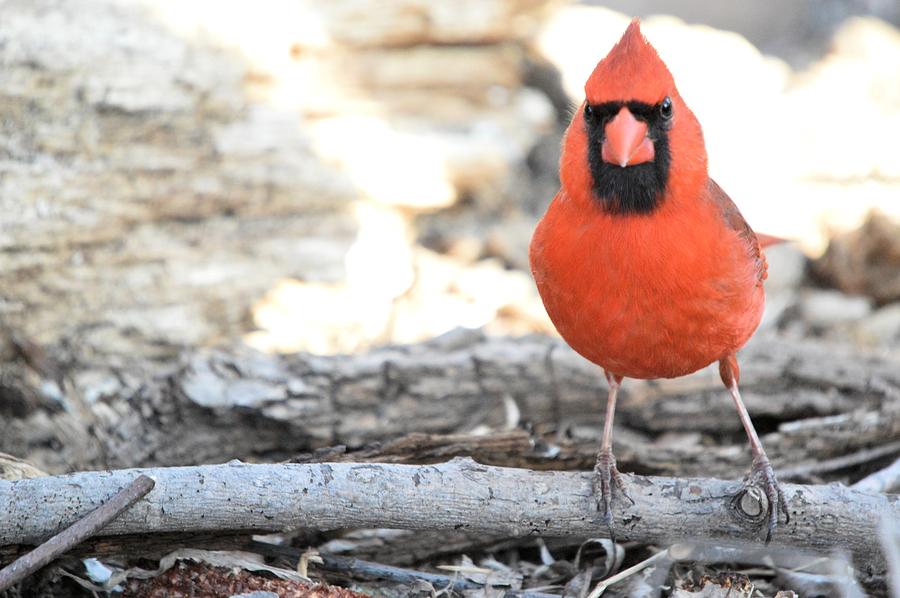 Male Cardinal 2 Photograph by Bonfire Photography