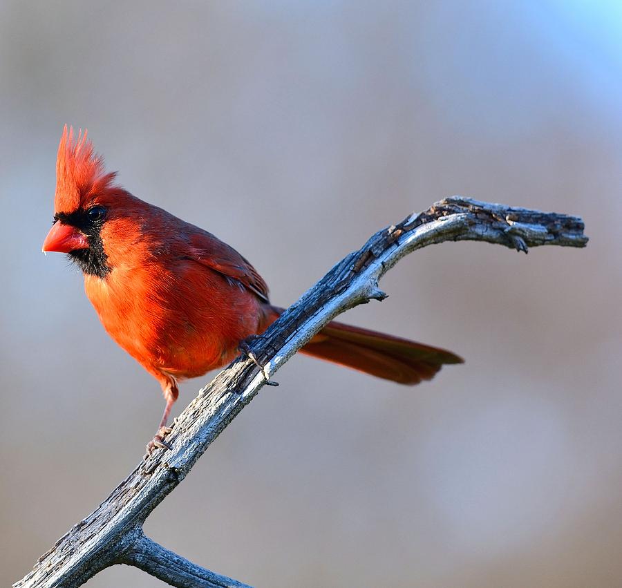 Cardinal Photograph - Male Cardinal 2 by Todd Hostetter