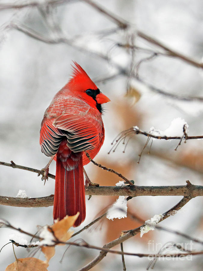 Male Cardinal  5212 Photograph by Jack Schultz