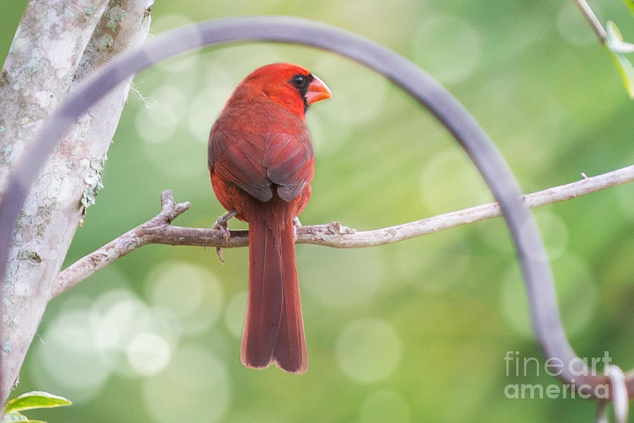 Male Cardinal Photograph by Anne Kitzman