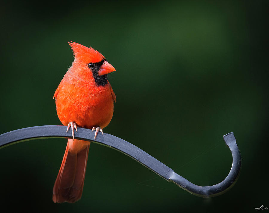 Cardinal Photograph - Male Cardinal at the Feeder by Phil And Karen Rispin