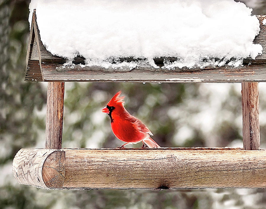 Male Cardinal Bird Print Photograph by Gwen Gibson
