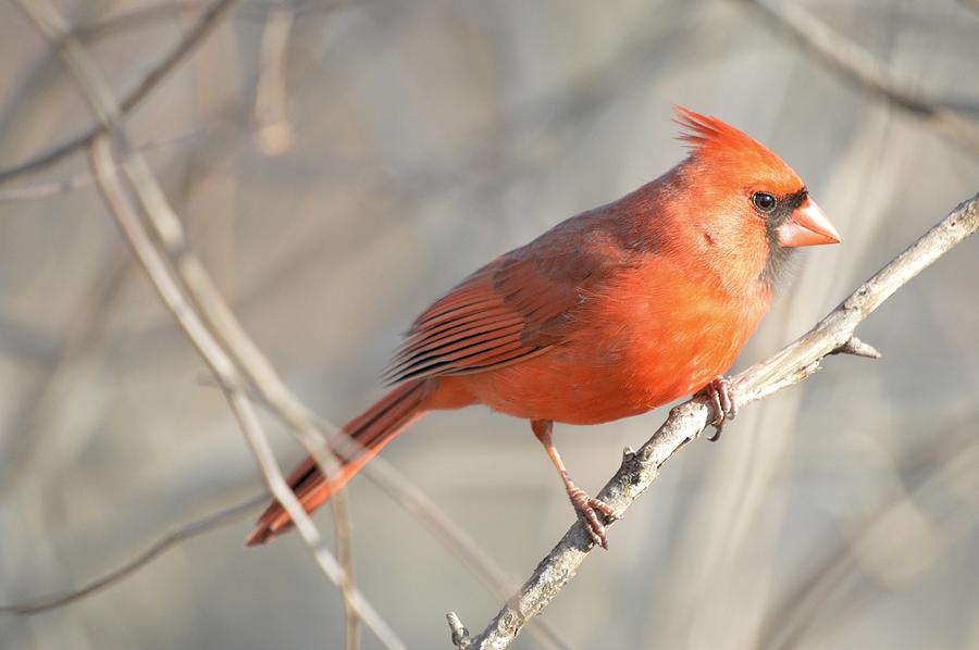 Male Cardinal Photograph by Bonfire Photography