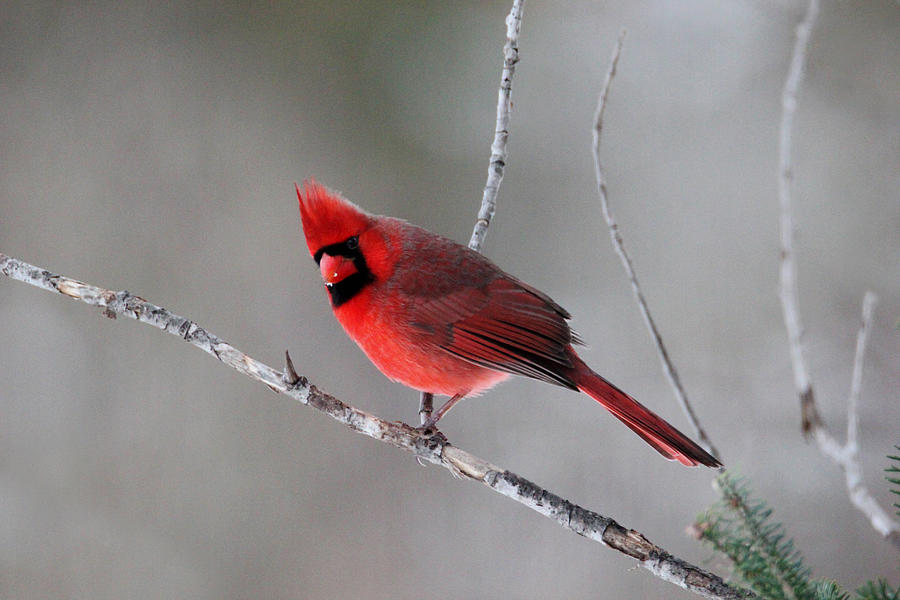 Male Cardinal Photograph by Brook Burling