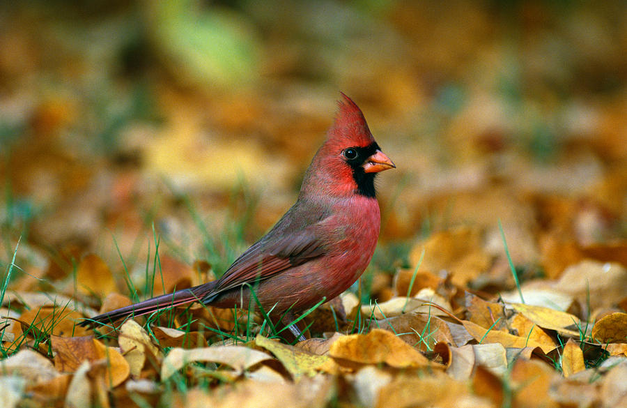 Animal Photograph - Male Cardinal Cardinalis Cardinalis by Panoramic Images