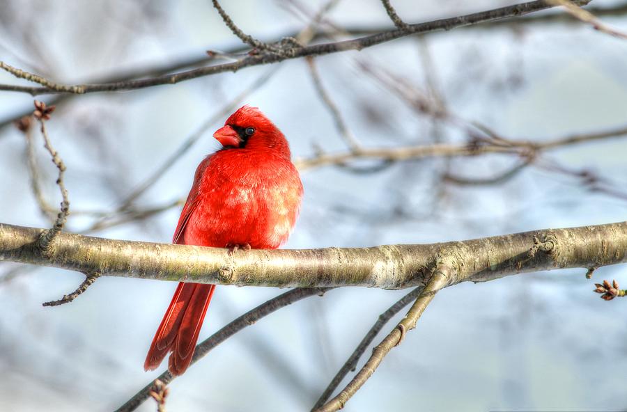 Male Cardinal Photograph by Carol Montoya