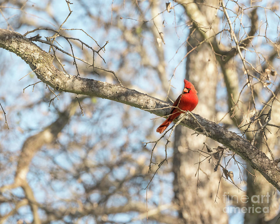 Male Cardinal Photograph by Cathy Alba