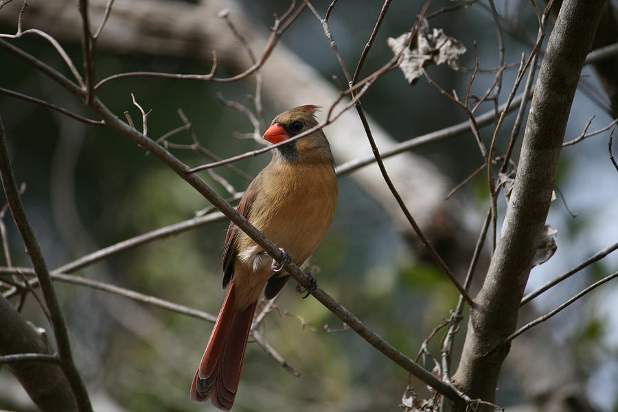 Bird Photograph -  Cardinal by Cathy Harper