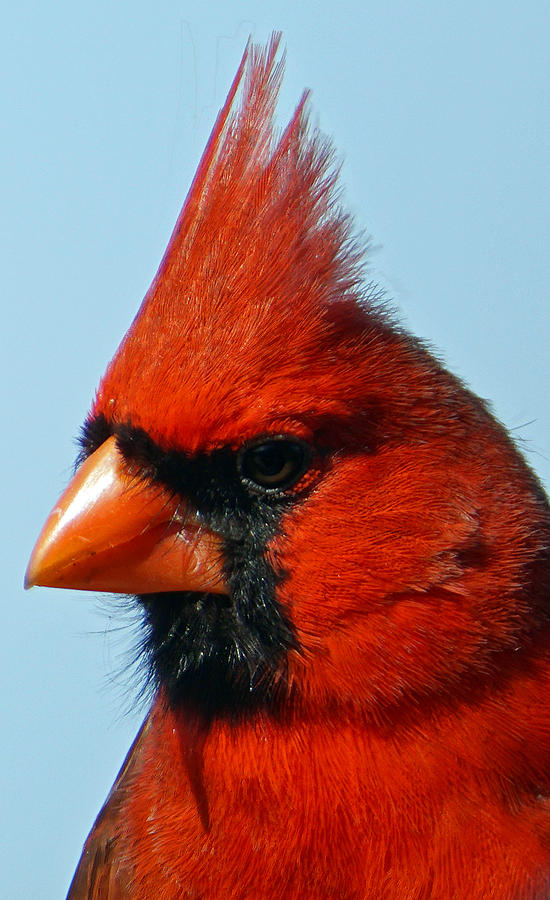 Male Cardinal Photograph by David G Paul