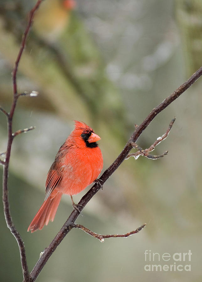 Male Cardinal Photograph by David Waldrop