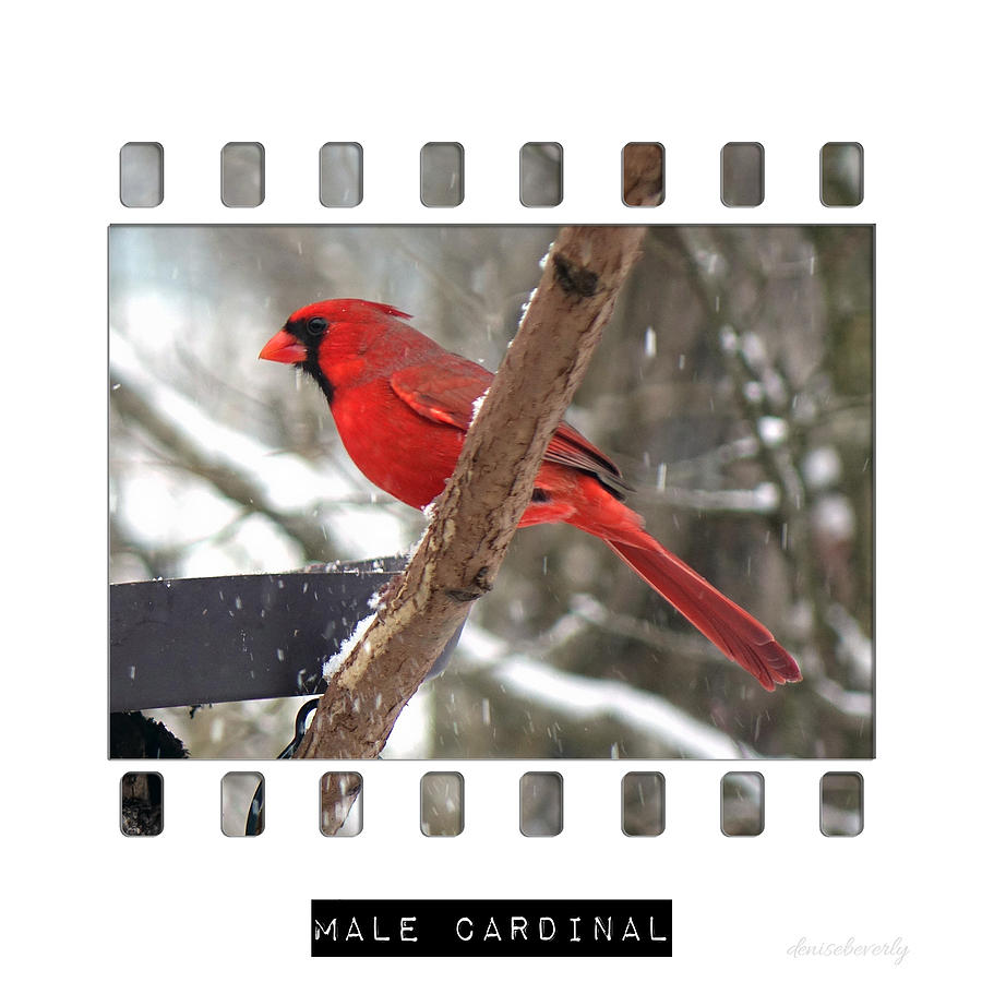 Male Cardinal Photograph by Denise Beverly