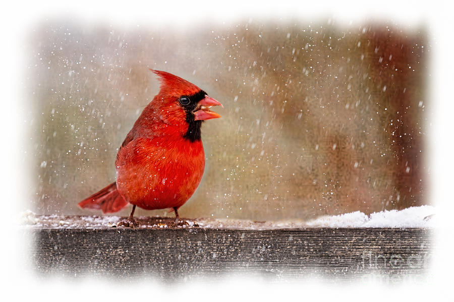 Male cardinal eating in the snow  Photograph by Dan Friend