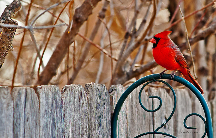 Male Cardinal Photograph by Ed Peterson