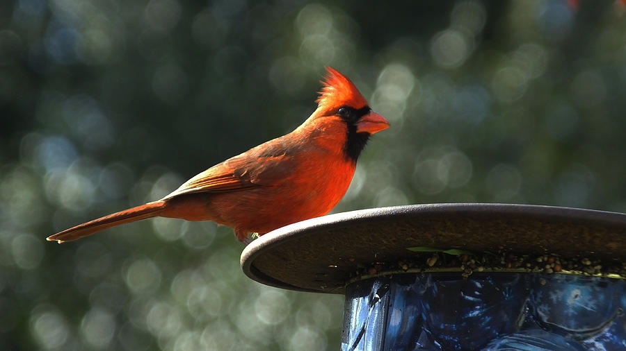 Male Cardinal Feedingq Photograph by Judy Wanamaker
