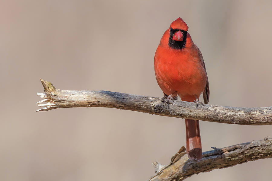 Male Cardinal Front View Photograph by Gary E Snyder