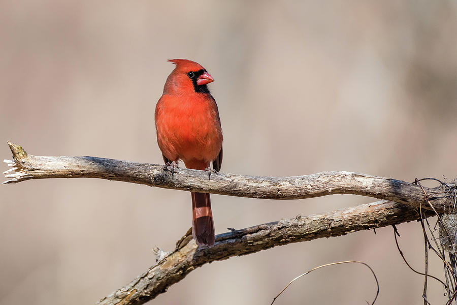 Male Cardinal Photograph by Gary E Snyder