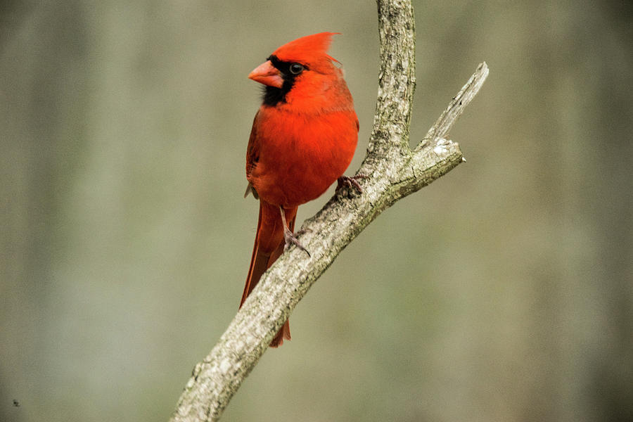 Male Cardinal Gazing Photograph