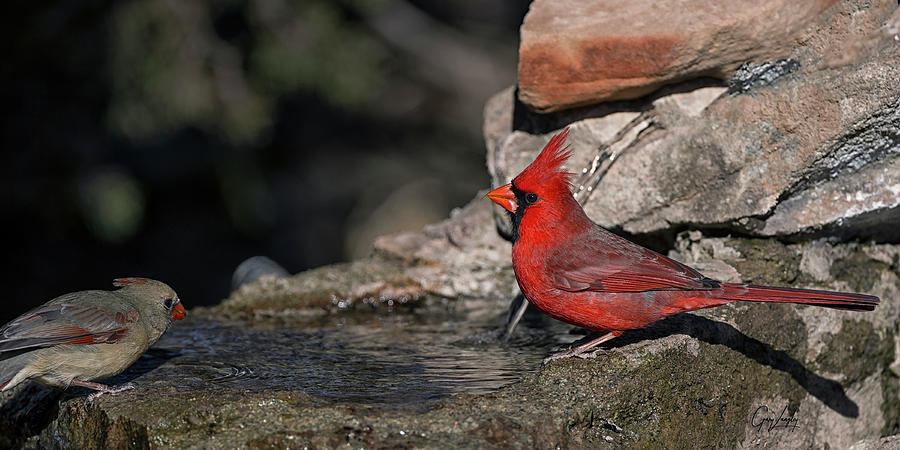 Male Cardinal getting a Drink Photograph by Gary Langley