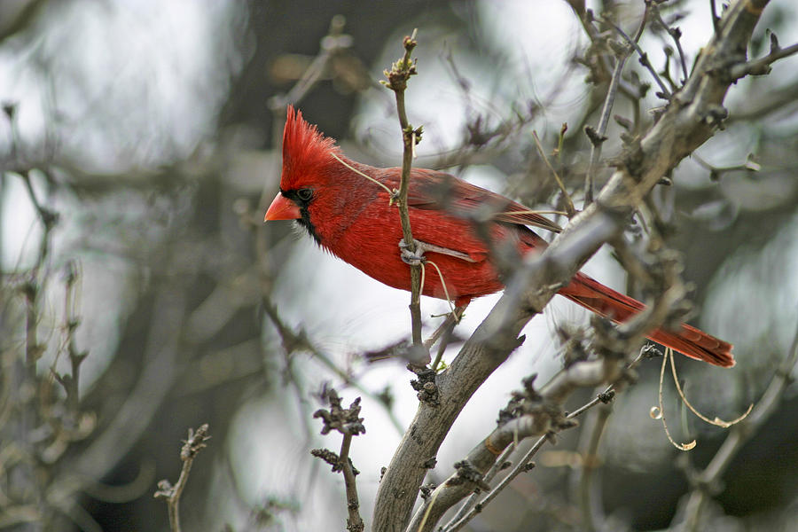 Male Cardinal Photograph by Gregory Scott