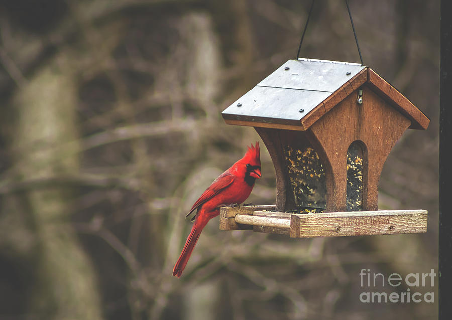 Cardinal Photograph - Male Cardinal by Howard Roberts