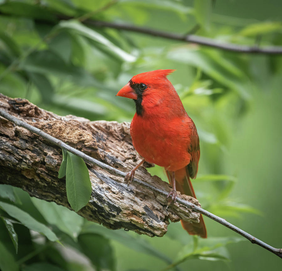 Male Cardinal Img 6 Photograph by Bruce Pritchett