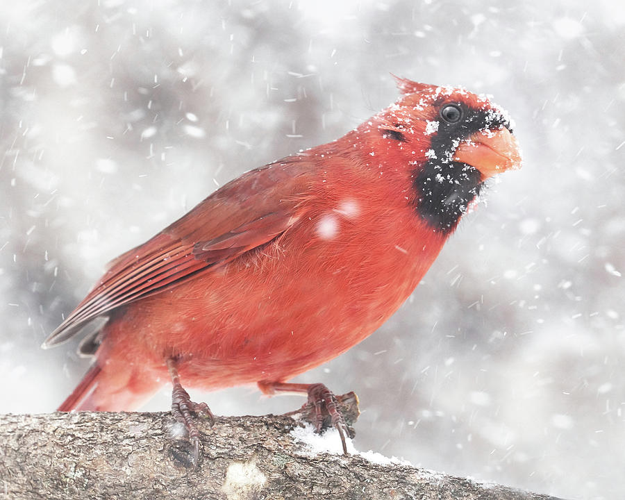 Cardinal in a Snowstorm by Jim Hughes Cardinal in a Snowstorm by Jim Hughes