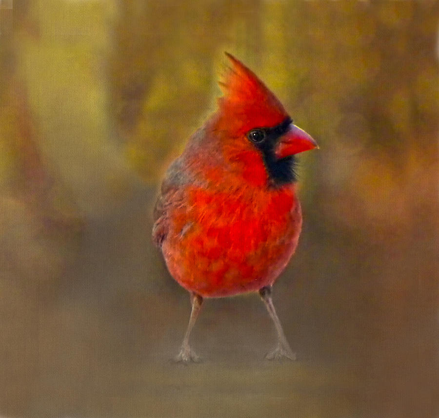 Cardinal Photograph - Male Cardinal in Fall by Sandi OReilly