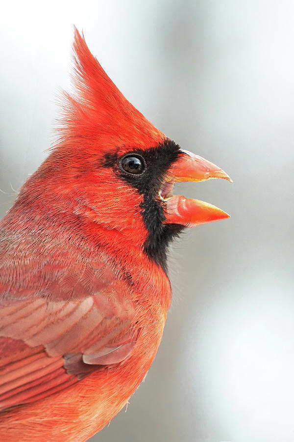 Cardinal Photograph - Male Cardinal in profile by Jim Hughes