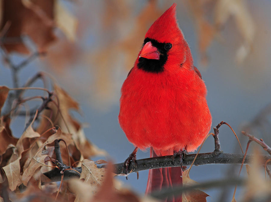 Male Cardinal in Red Oak Tree Photograph by Mike Martin