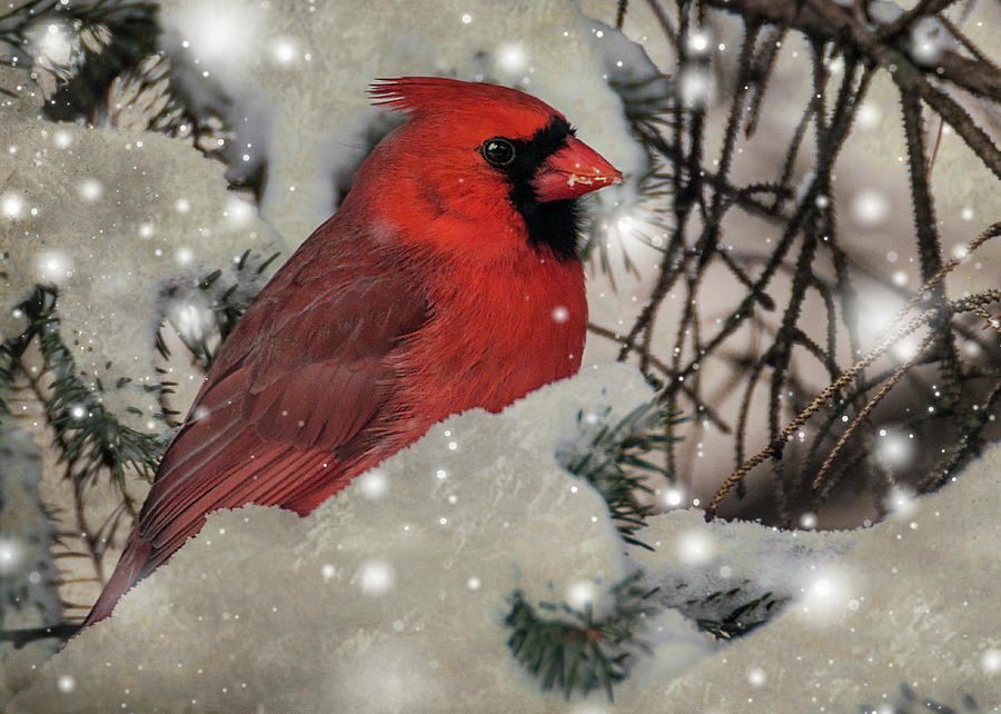 Male Cardinal in Snow #2 Photograph by Patti Deters - Pixels