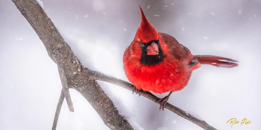 Male Cardinal in Snow Photograph by Rikk Flohr