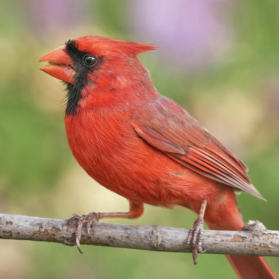 Male Cardinal in Spring Photograph by Jim Hughes