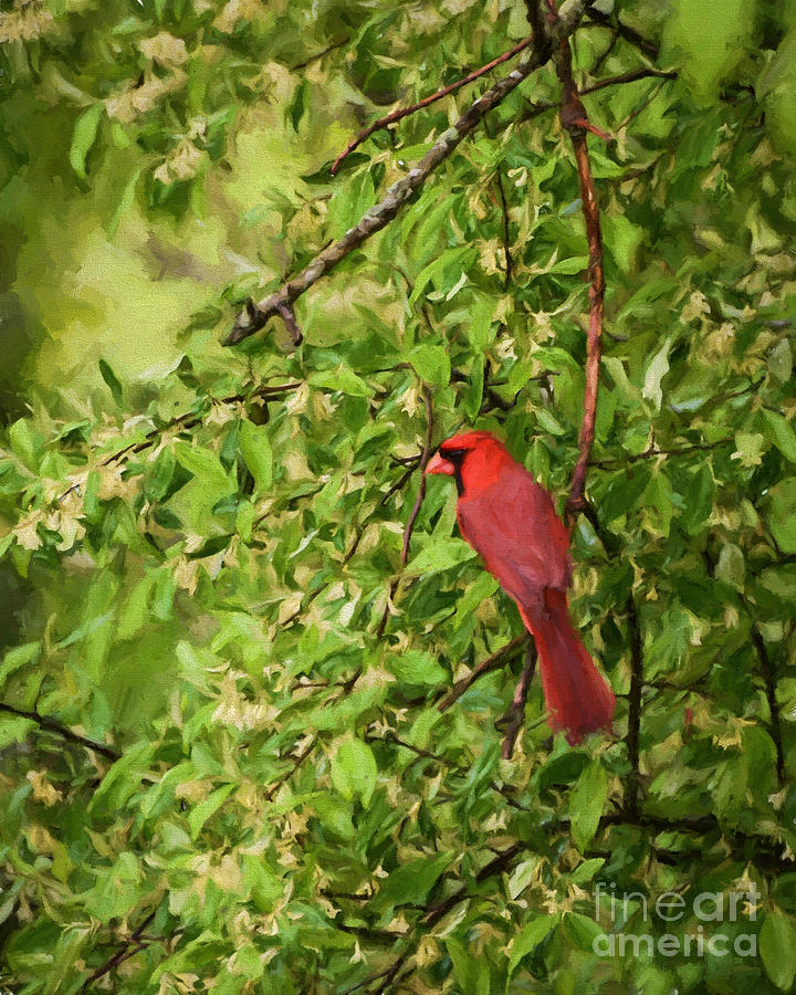 Male Cardinal in the Green Photograph by Kerri Farley