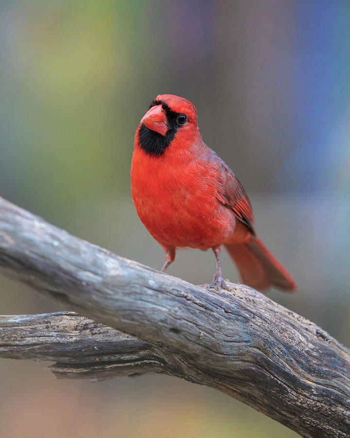 Male Cardinal in the Texas Hill Country 2 Photograph by Rob Greebon ...