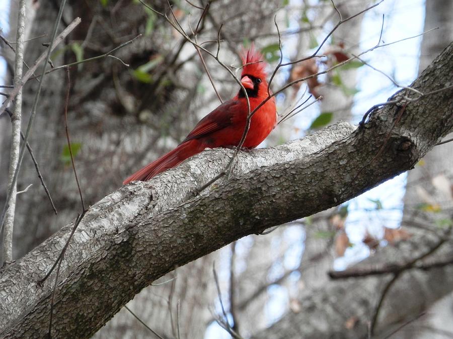 Male Cardinal In The Wind Photograph by Belinda Lee